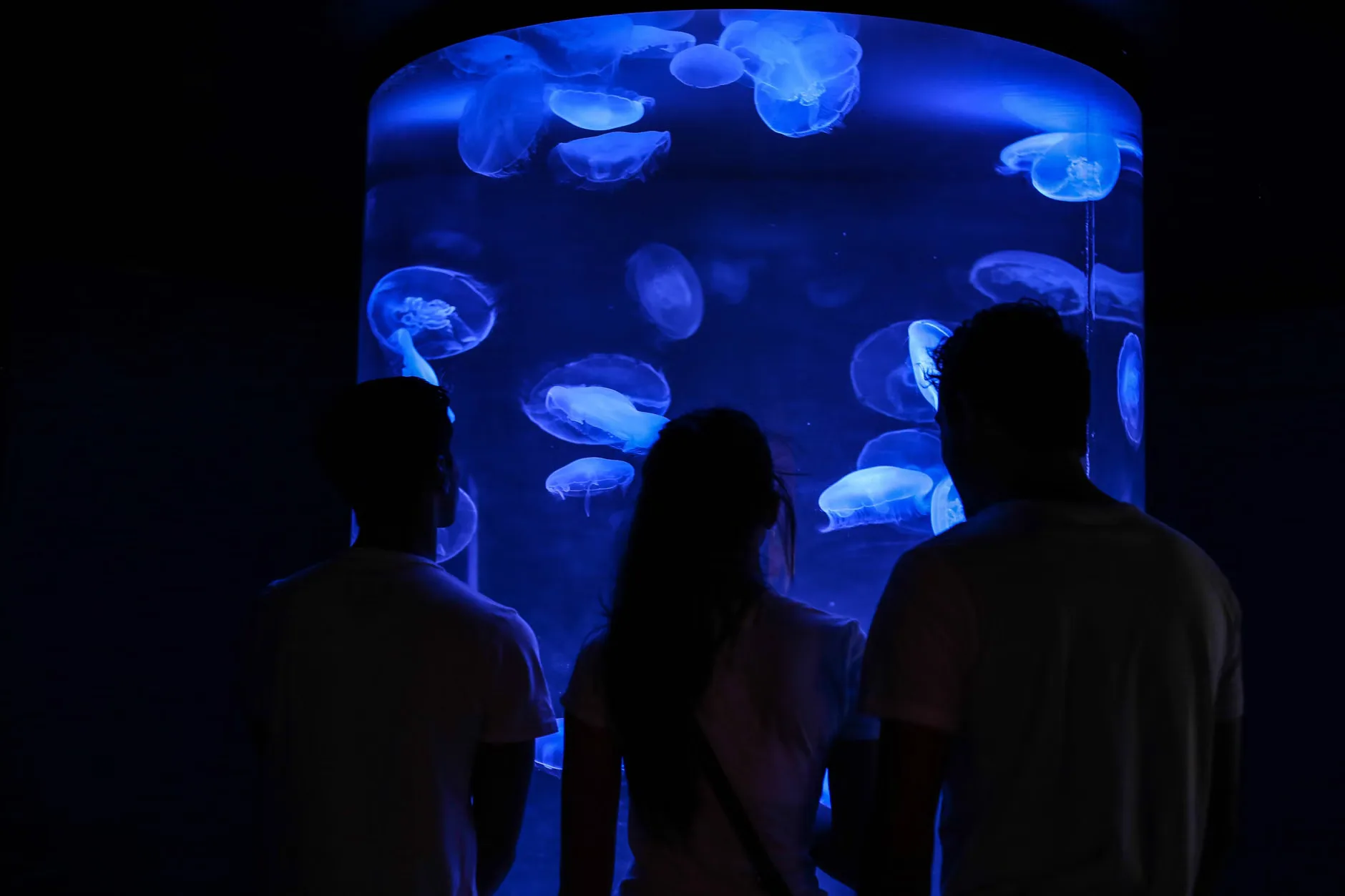 Sea Life London - Standard Entry