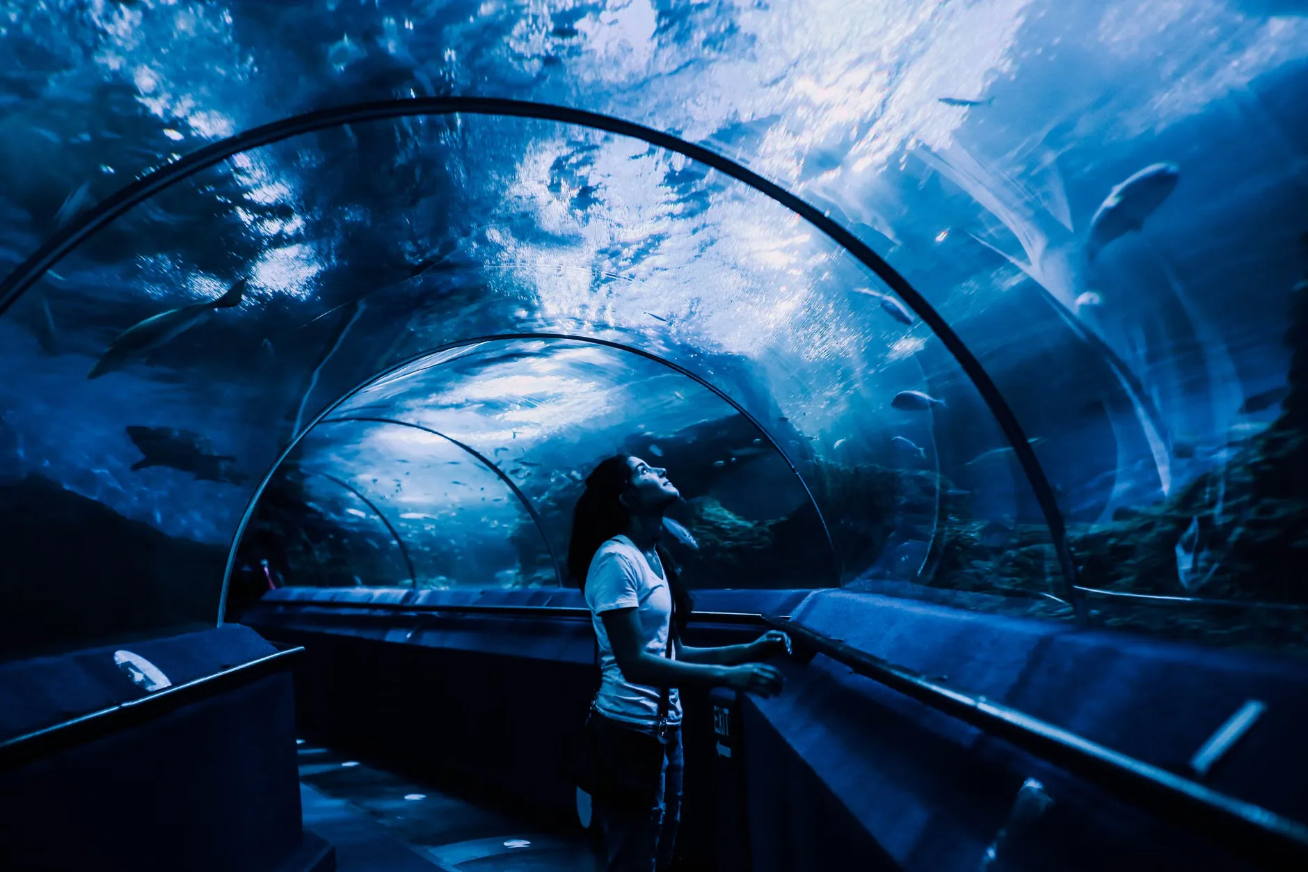 Sea Life Birmingham - Standard Entry at National SEA LIFE Centre Birmingham