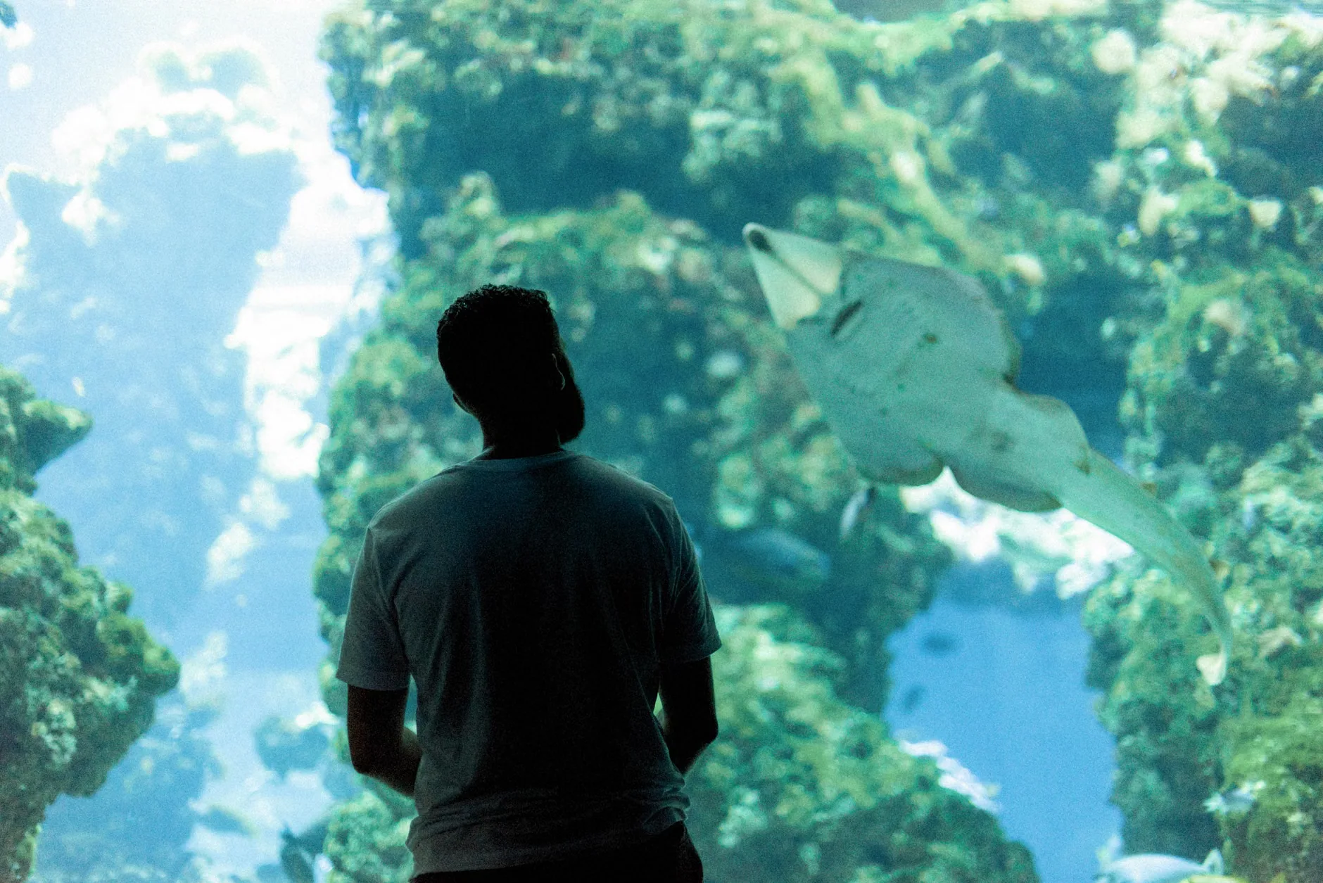 Sea Life Brighton - Standard Admission at SEA LIFE Brighton