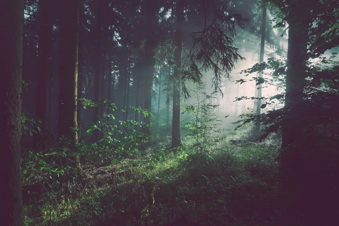Breathwork in the Forest at Hatfield Forest