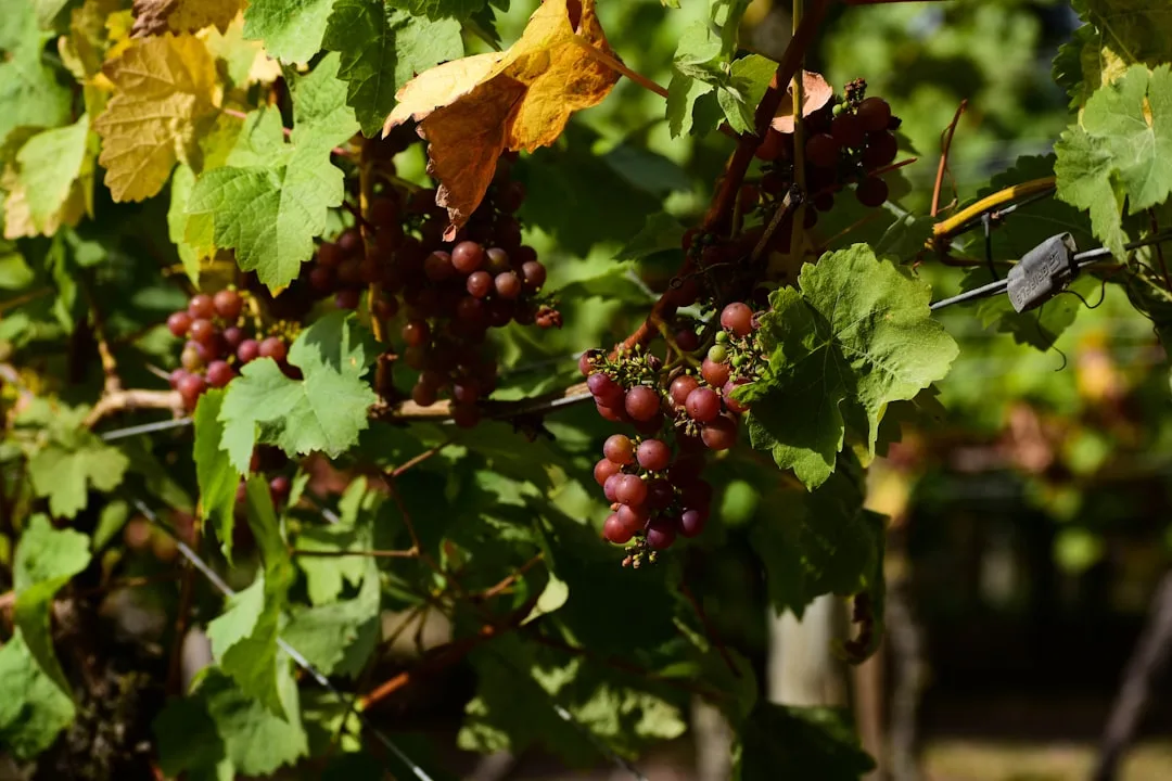 Grape Britain Wine and Tapas Tasting