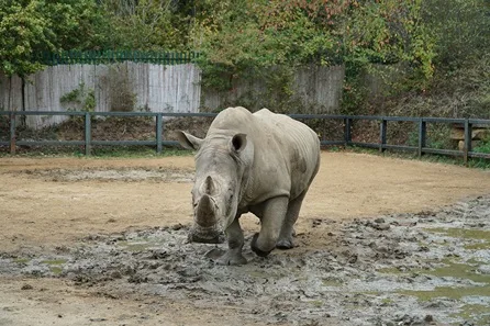 Chessington World of Adventures VIP White Rhino Encounter with Entry for Four at Chessington