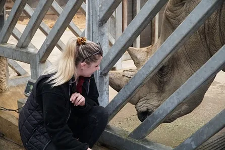 Chessington World of Adventures VIP White Rhino Encounter with Entry for Three at Chessington
