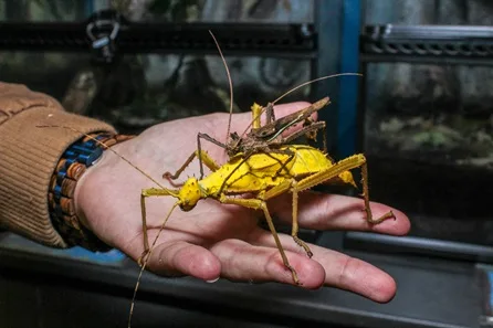 The Bug Parc Private Guided Tour with Handling Session at Norwich