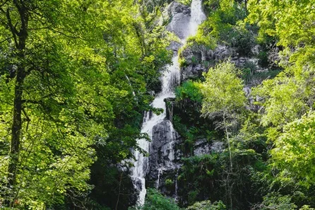 Visit to Canonteign Falls with Cream Tea for Two at Exeter