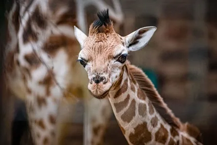 Visit to Chester Zoo for One Adult and One Child at Chester Zoo