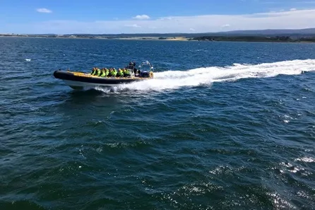 Family Wildlife and Dolphin Spotting Trip in the Moray Firth at Inverness