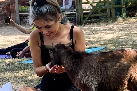 Goat Yoga in the Suffolk Countryside at Suffolk