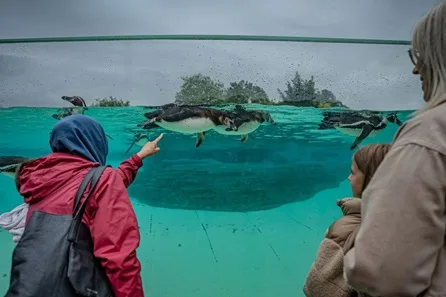 Chester Zoo Early Access, VIP Bus Tour with Admission for Two Adults at Chester Zoo