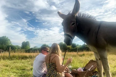 Dashing Donkeys Meet, Walk and Picnic