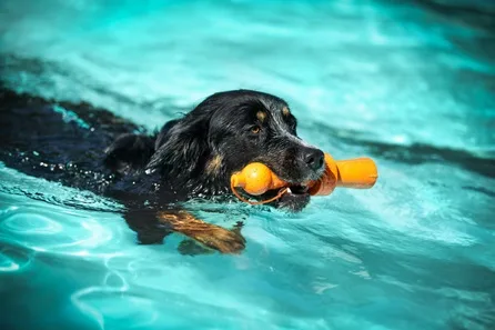 Doggy Swimming Session for up to Two Adults and Dogs at Lincoln