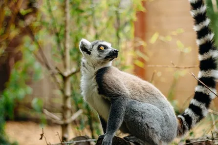 Exotic Zoo VIP Private Lemur Encounter for up to Four at Telford