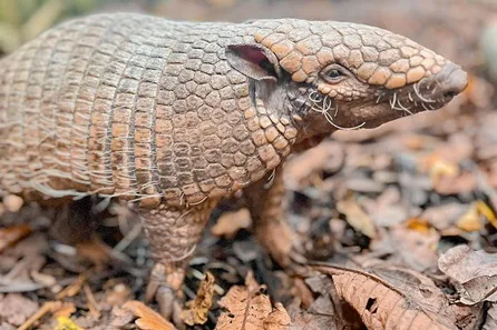 Exotic Zoo VIP Private Armadillo Encounter for up to Four at Telford
