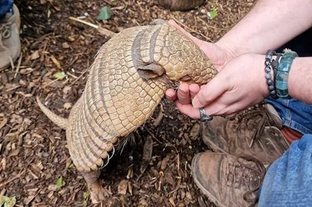 Exotic Zoo VIP Private Armadillo Encounter for Two at Telford