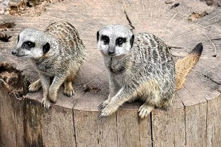 Exotic Zoo VIP Private Meerkat Encounter for Two at Telford