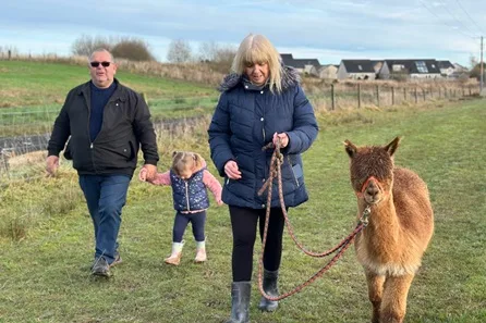 Feed and Walk Alpacas in the Ayrshire Countryside for Two Adults and One Child at Ayr