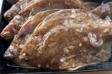 Fish Masterclass at Cambridge Cookery School