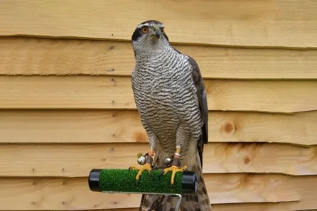 Full Day Falconry Experience for Two at The Falconry School at The Falconry School