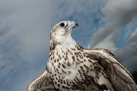 Full Day Falconry Experience at The Falconry School at The Falconry School
