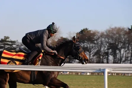 Gallops Two Hour Tour at Newmarket for Two at Newmarket for Two