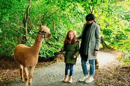 Guided Alpaca Trekking for Two at Ballyburren at Ballyburren, Ballynahinch