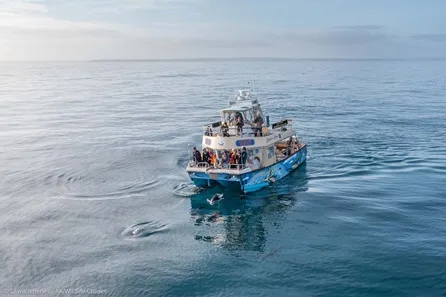 Half Day Wildlife Exploration Cruise around Cornwall's Coastline for Two at Falmouth