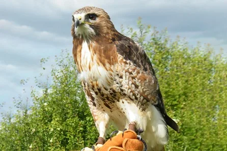 Half Day Falconry Experience for Two at The Falconry School at The Falconry School