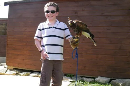 Half Day Falconry Experience at The Falconry School at The Falconry School