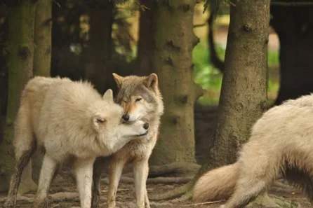 Hoo Zoo and Dinosaur World Wild Wolf Breakfast for Two at Hoo Zoo and Dinosaur World