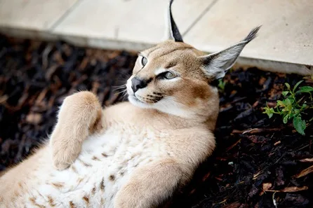 Hoo Zoo and Dinosaur World Crazy Cat Breakfast for Two at Hoo Zoo and Dinosaur World