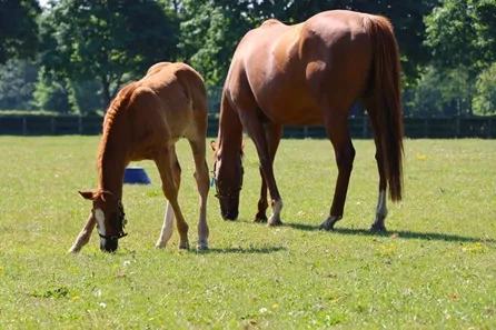 Horse Racing Lover's Experience with Behind the Scenes Half Day Guided Tour at Newmarket at Newmarket