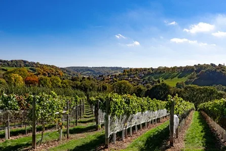 Premium Wine Tour & Tasting for Two at Woodchester Valley at Woodchester Valley, Stroud