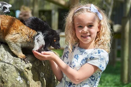 Lemur Close Encounter at Drusillas Park at Drusillas Park, Alfriston