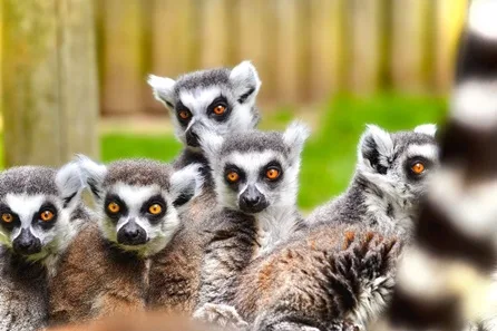 Lemur Close Encounter for Two at Drusillas Park at Drusillas Park, Alfriston