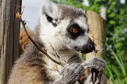 Fife Zoo Lemur Encounter with Entry for Two at Fife