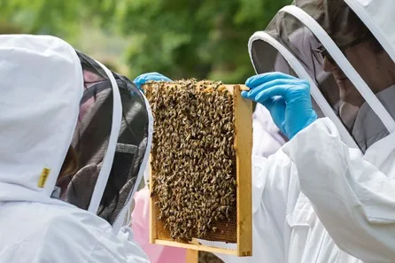 Hiver's London Beekeeping and Beer Tasting Experience for One at Kennington