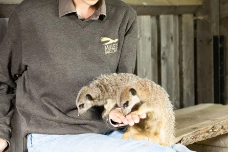 Millets Wildside Meet and Feed the Meerkats at Abingdon