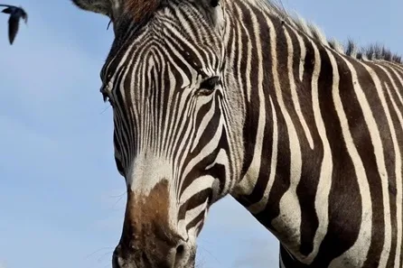 Fife Zoo Meet and Feed The Zebras with Entry for Two at Fife