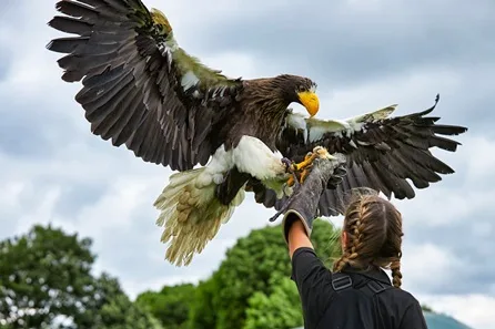 Meet and Fly the Eagles with Tea and Cake for Two at Eagle Heights Wildlife Foundation at Eagle Heights Wildlife Foundation, Eynsford