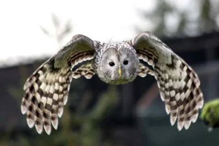 Meet and Fly the Owls for Two at Eagle Heights Wildlife Foundation at Eagle Heights Wildlife Foundation, Eynsford