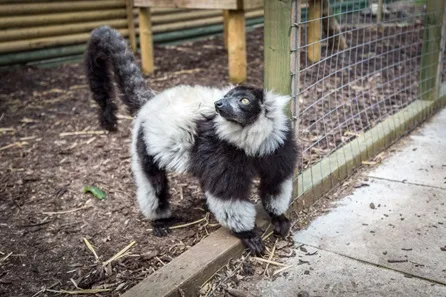 Hoo Zoo and Dinosaur World Animal Encounter with Feeding for Two at Hoo Zoo and Dinosaur World