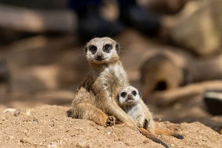 Meerkat Experience for Two at Drusillas Park at Drusillas Park, Alfriston