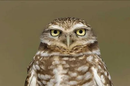 Millets Wildside Burrowing Owl Encounter for Two at Abingdon