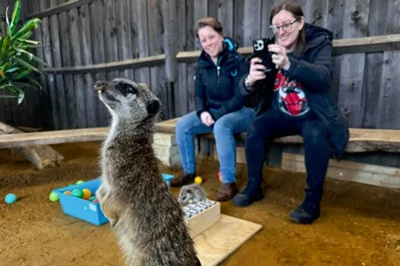 Millets Wildside Private Meerkat Encounter for Two at Abingdon