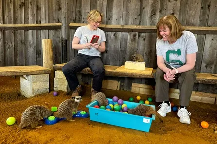Millets Wildside Private Meerkat Encounter at Abingdon