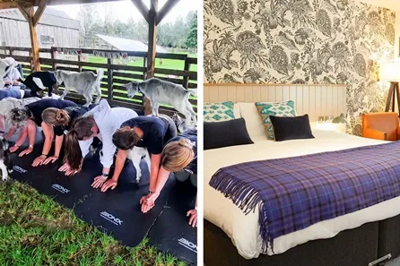 One Night Charming Inn Break with Pygmy Goat Yoga Experience for Two at Colchester