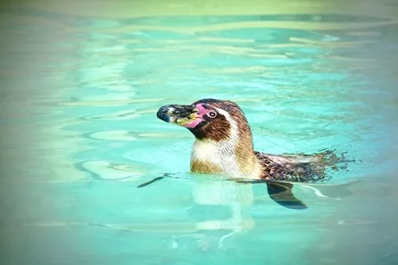 Penguin Feeding Experience for Two at Drusillas Park at Drusillas Park, Alfriston