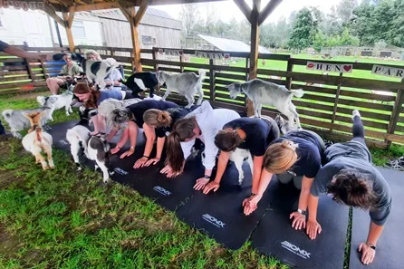 Pygmy Goat Yoga Experience with Goat Interactions for Two at Braintree