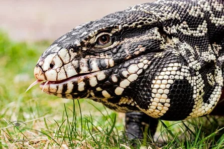 Ranger Guided Reptile and Amphibian Tour for Two at The Reptile Academy at The Reptile Academy, Wimborne