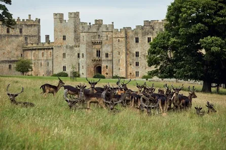 Raby Deer Park and Gardens with Afternoon Tea for Two at Darlington